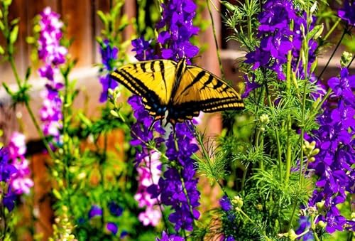 The Butterfly Diaries: Short Personal Narratives on Self Love, Womanhood, & Mental Health