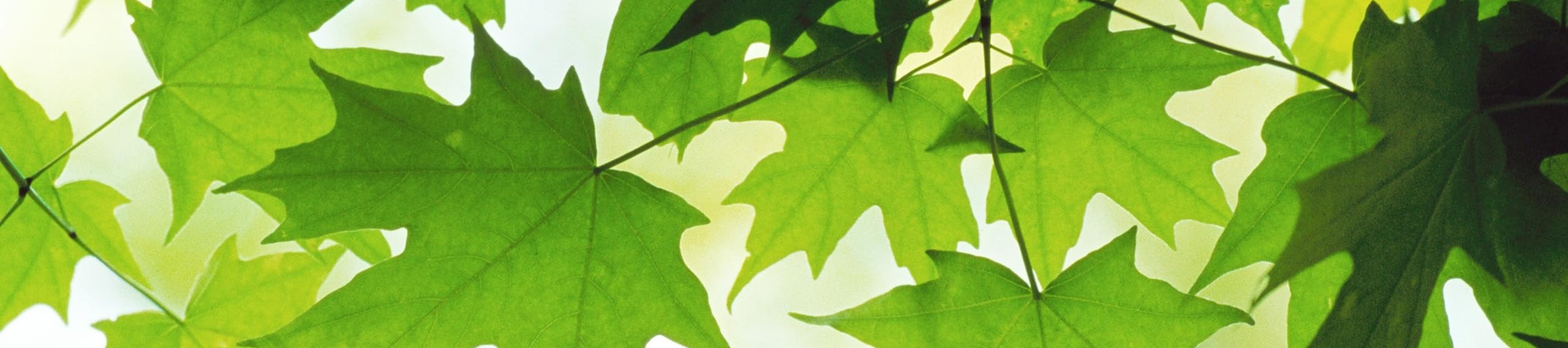 Canadian Cutting Edge's Amazon Page