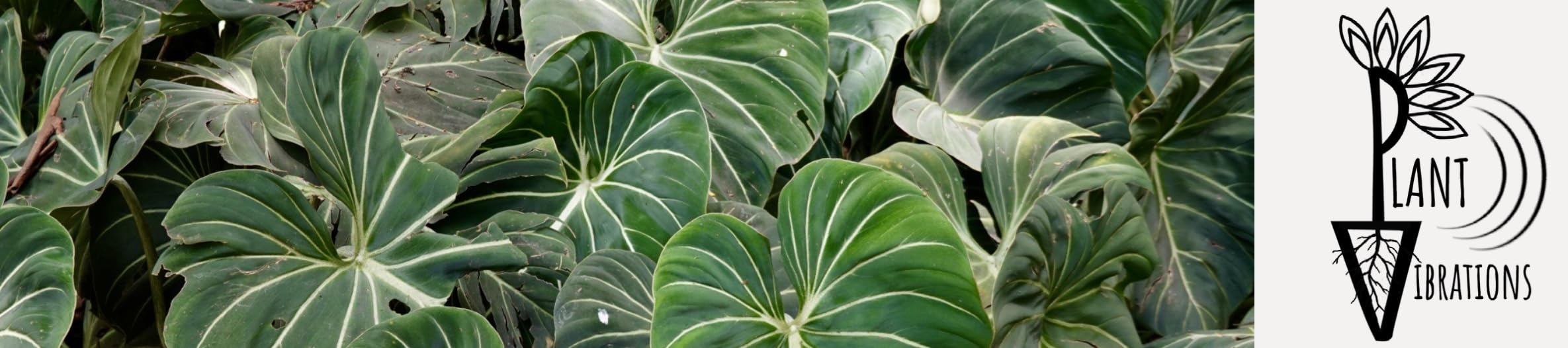 Página de Amazon de Plant Vibrations with Devin Wallien