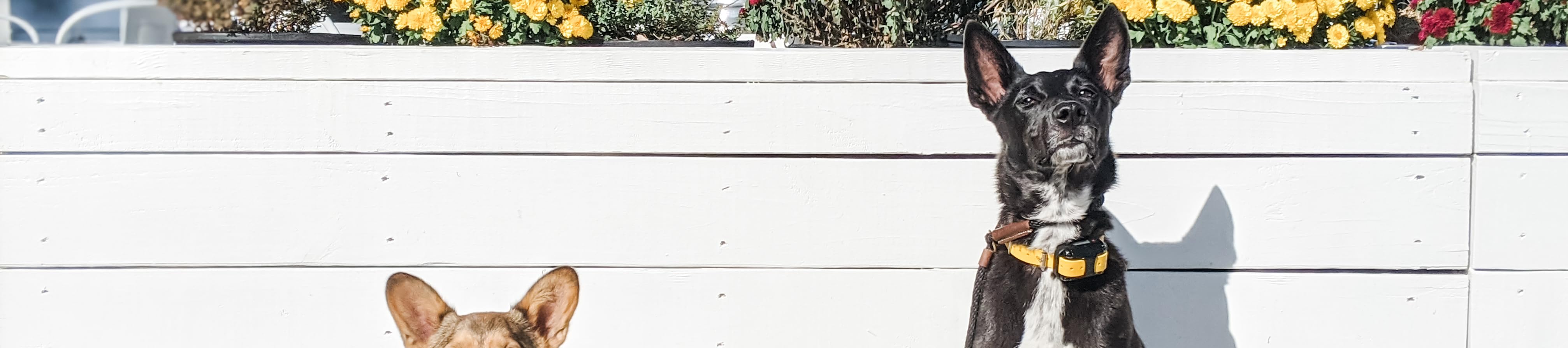 Wisco Dog Training's Amazon Page