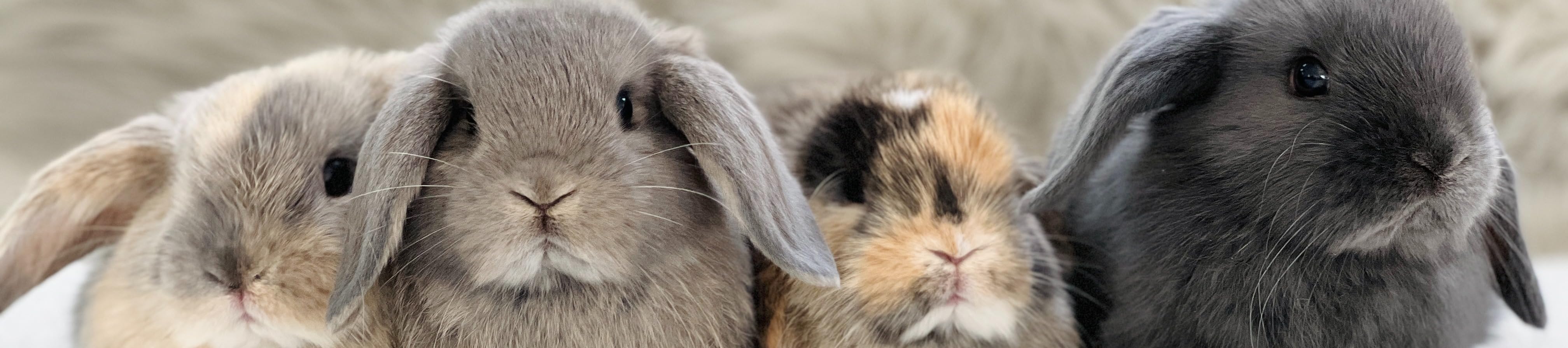 Sweet Rose Holland Lops's Amazon Page