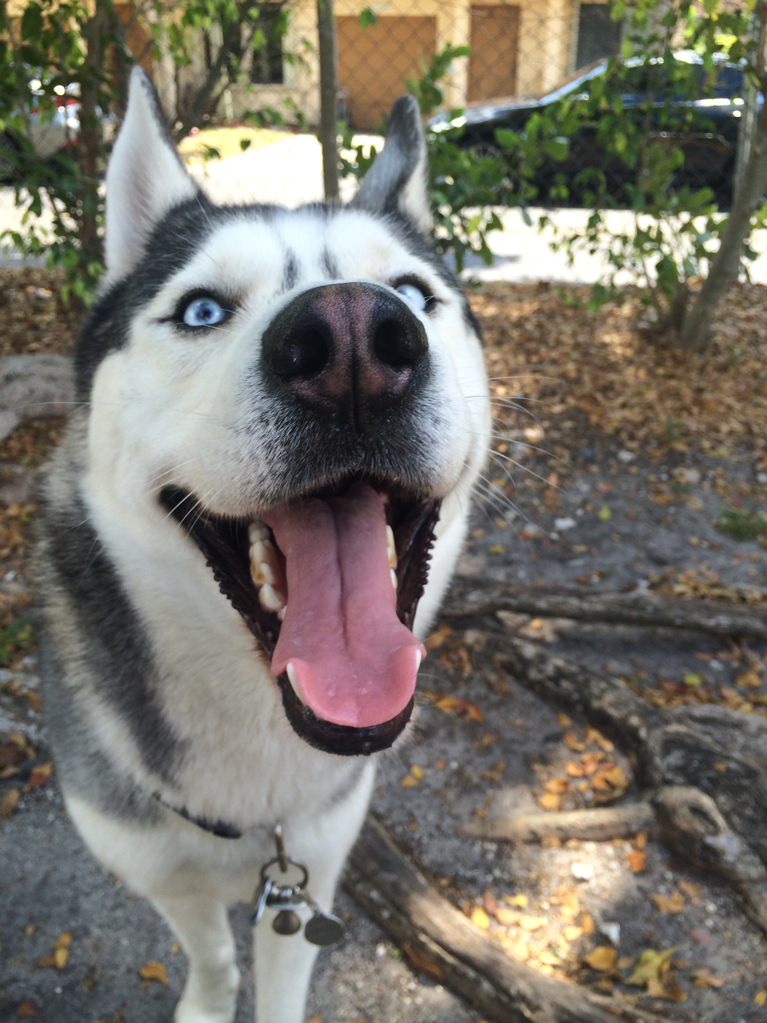 Gohan The Husky's Amazon Page