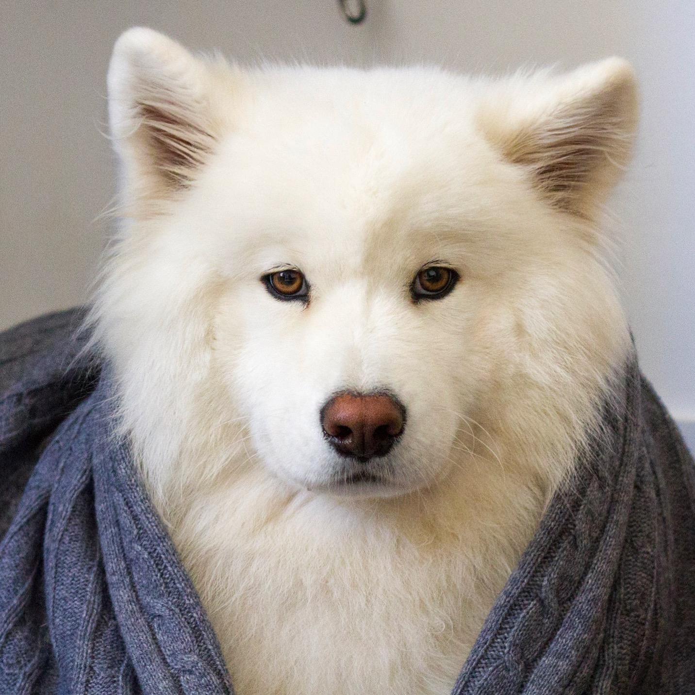 Coconut Rice Bear's Amazon Page