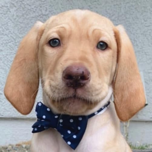 Baby Harry's Amazon Page