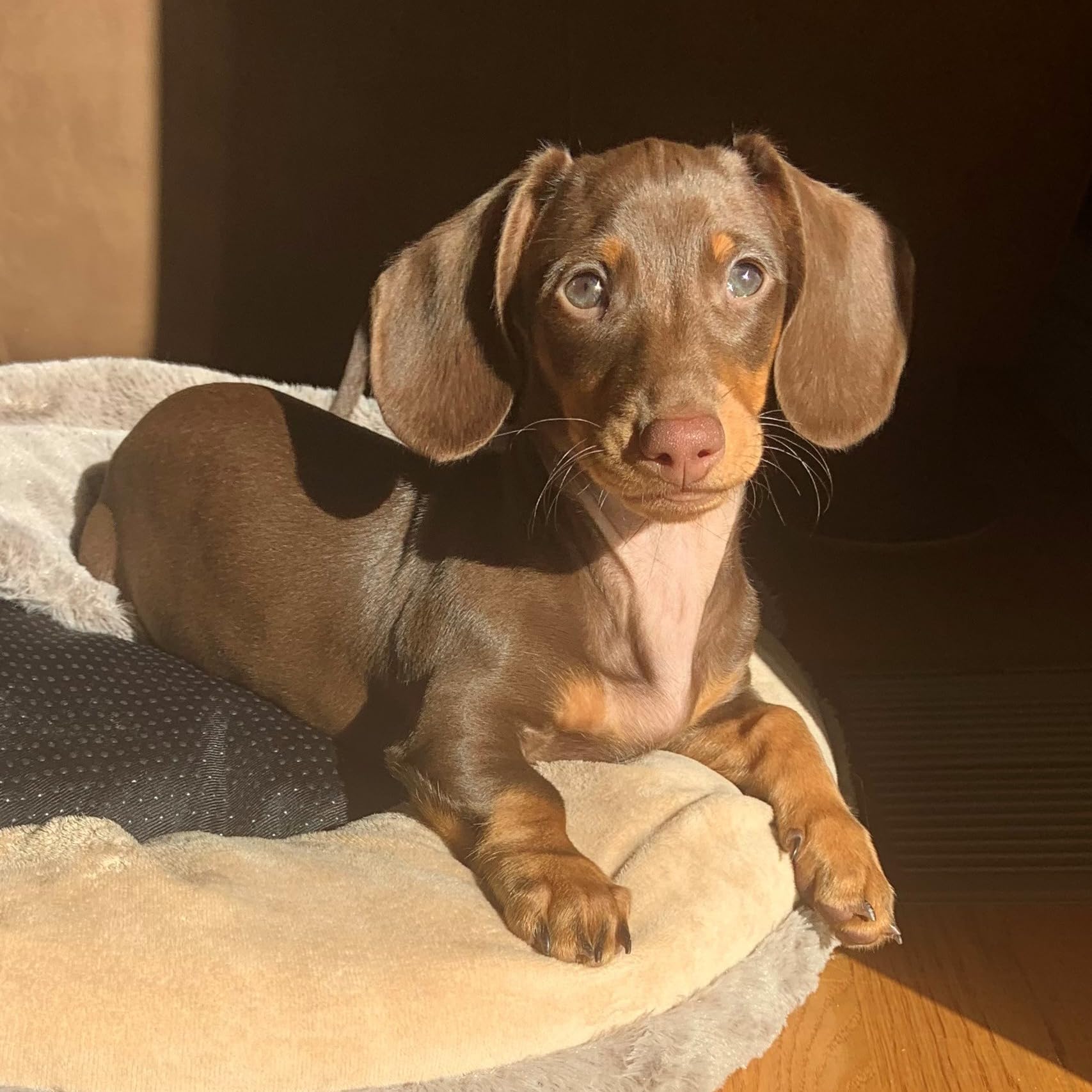 Cosmo the mini doxie's Amazon Page