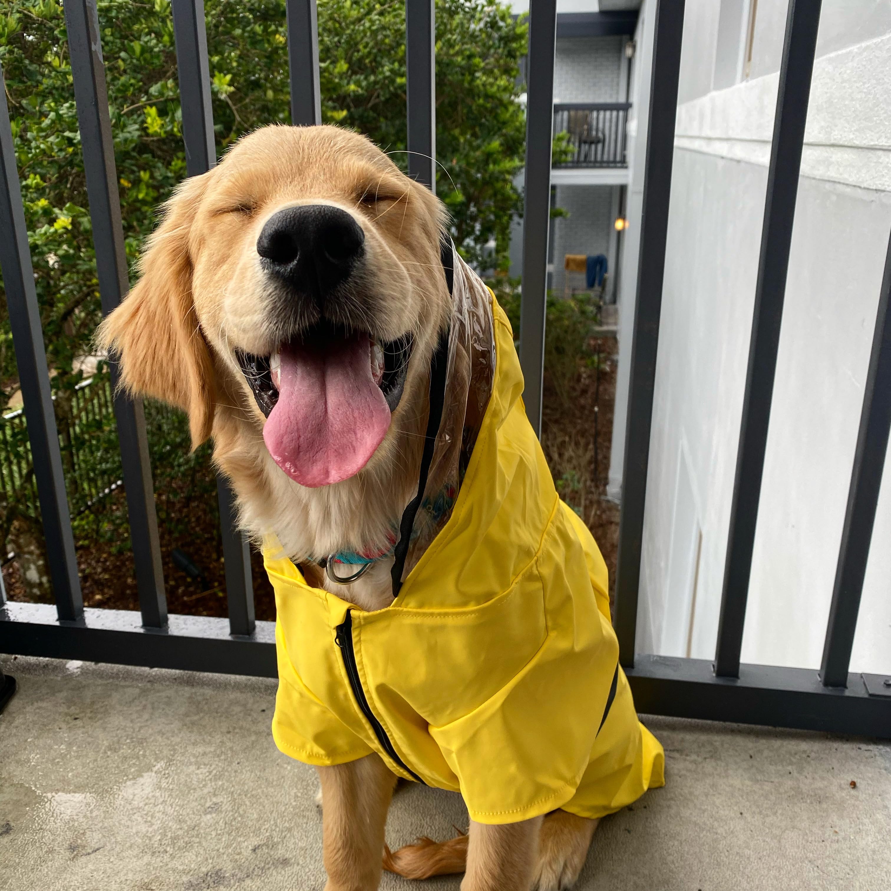 The Golden Donut's Amazon Page