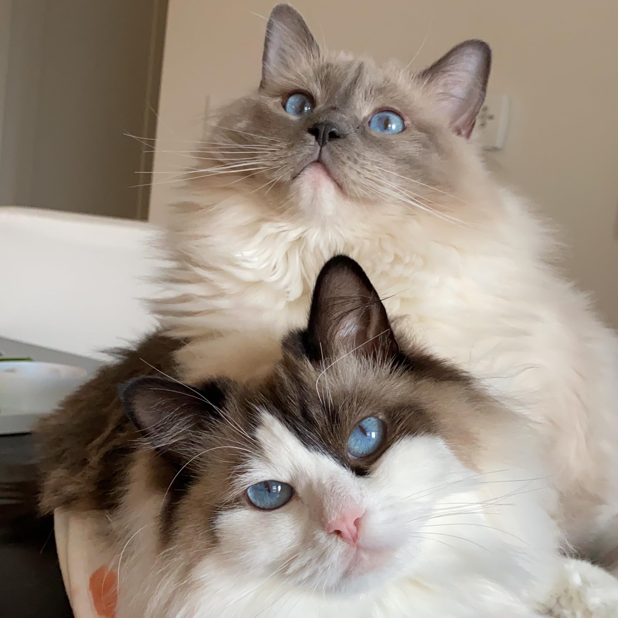 The Eevie Aspen Leak That Broke The Internet - nsfurzt