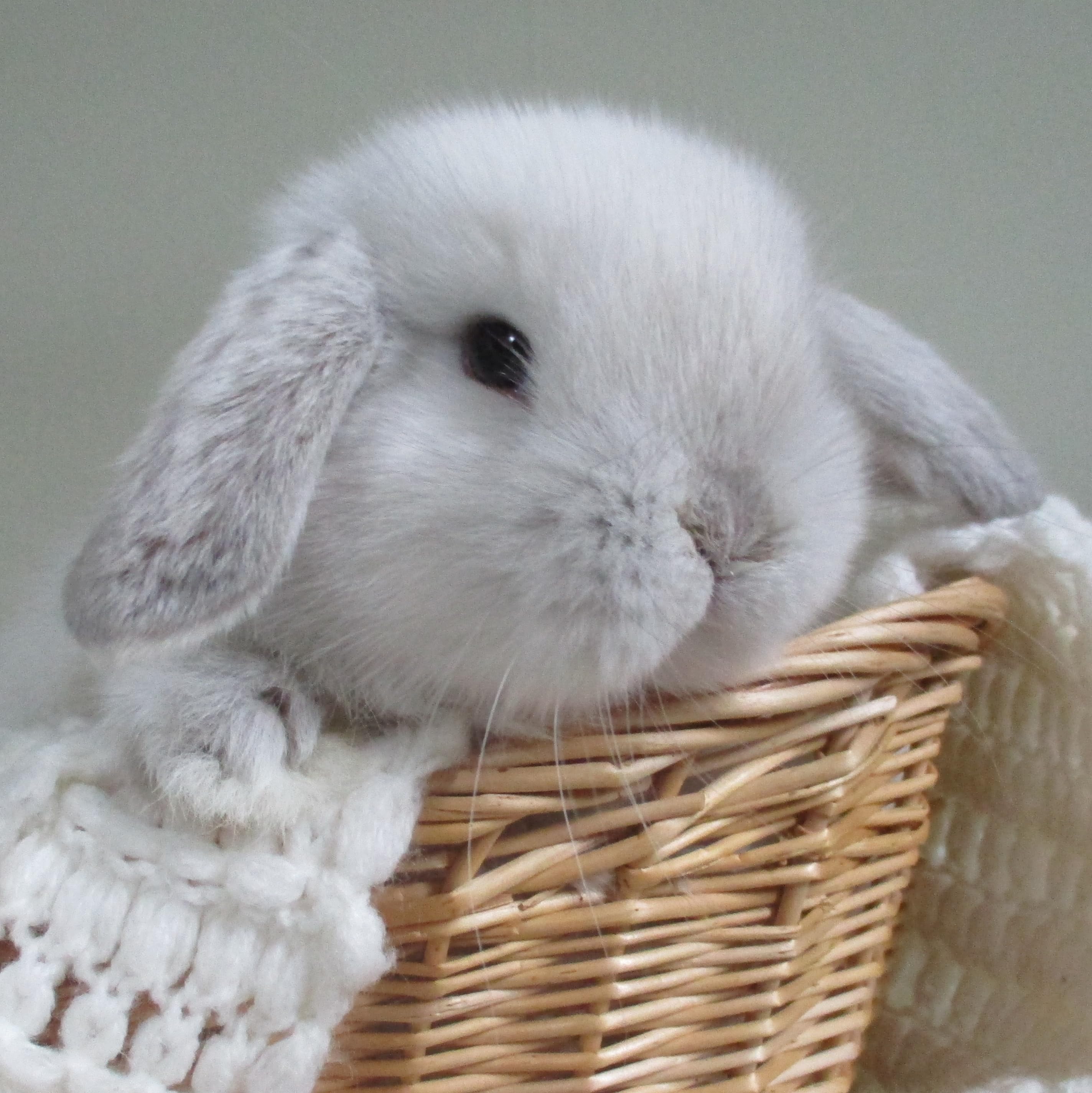 Fairy Trail Rabbitry's Amazon Page