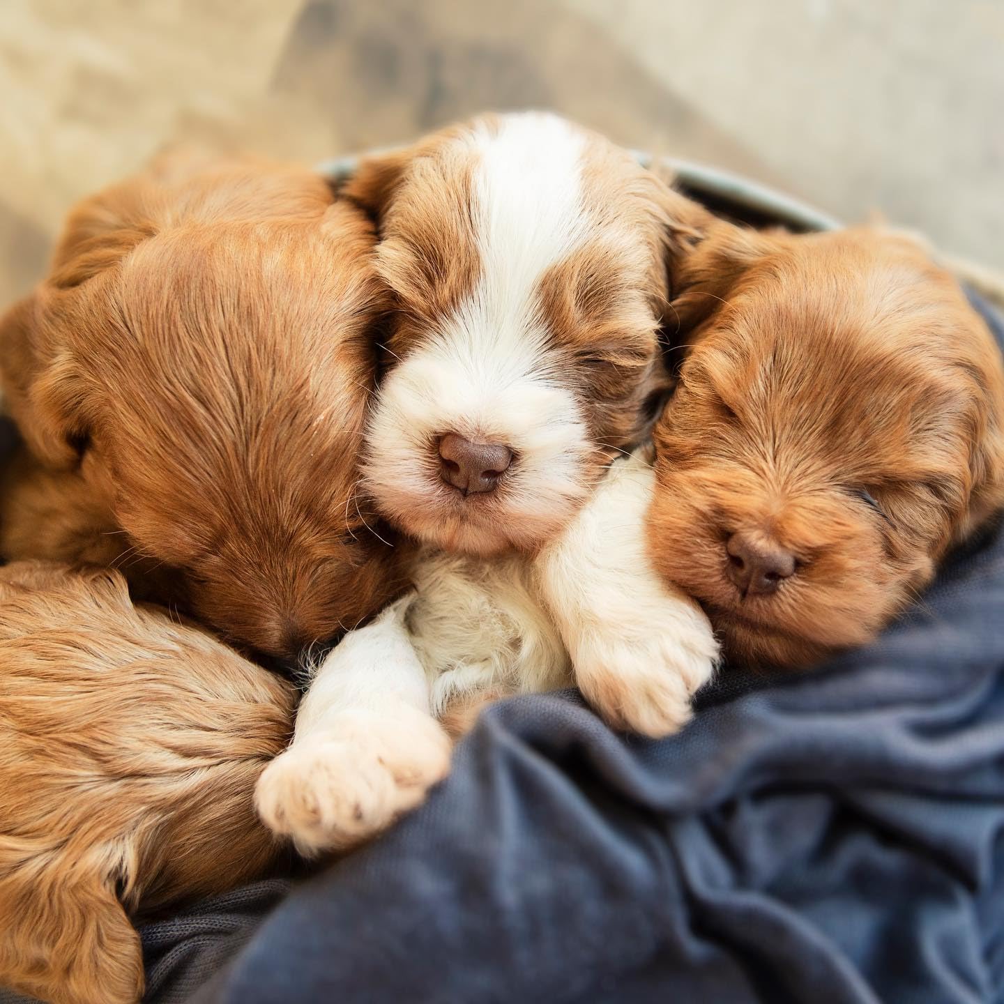 Faithful Doodles #39 s Amazon Page