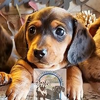 whispering pines farm miniature dachshunds