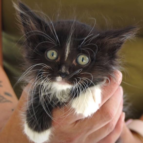 fosterkittensvegas-s-amazon-page