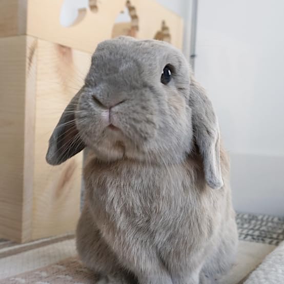 Bunny Supplies 🌼's Amazon Page