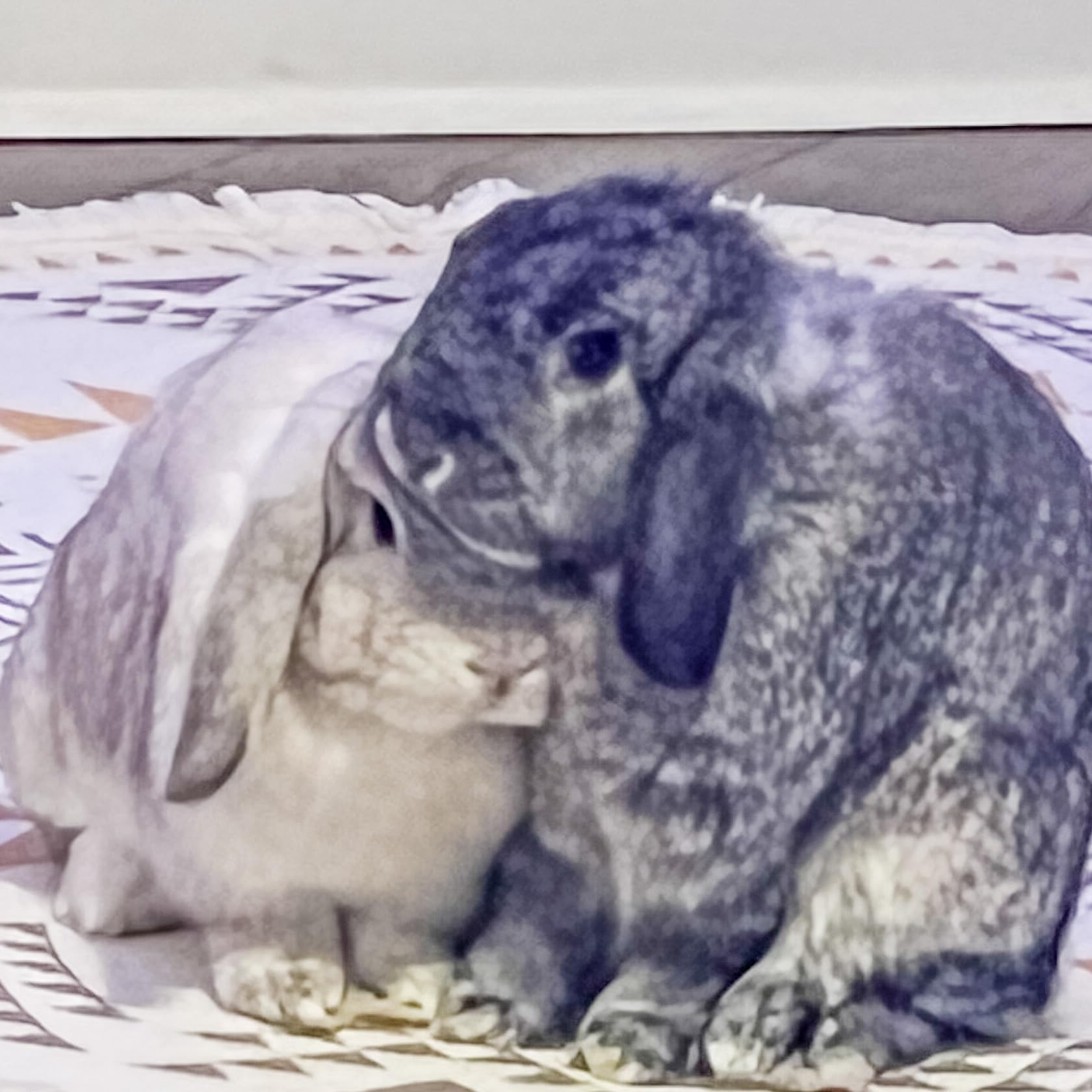 The Florida Buns Kilo Rey #39 s Amazon Page