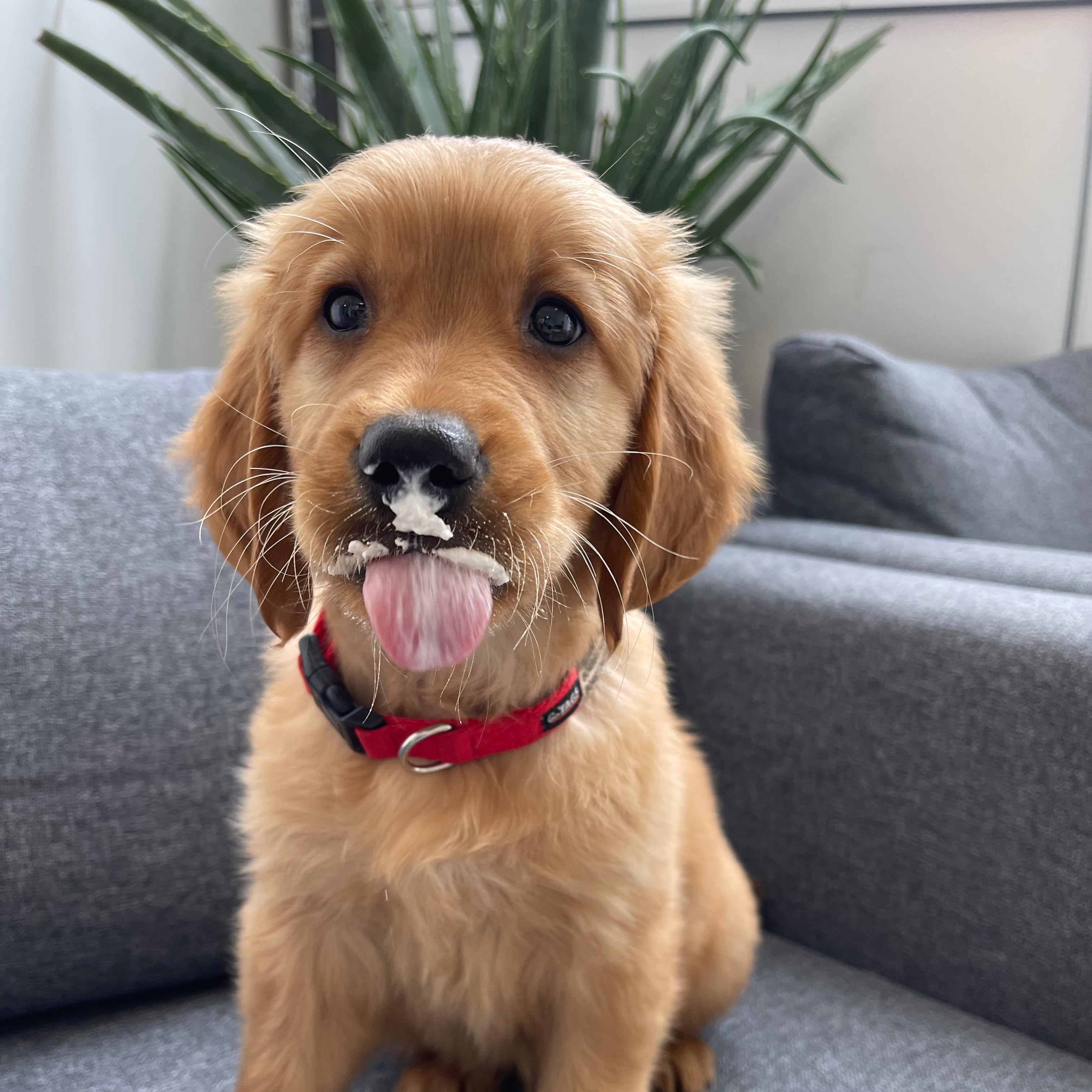 Magnus the Red Golden's Amazon Page