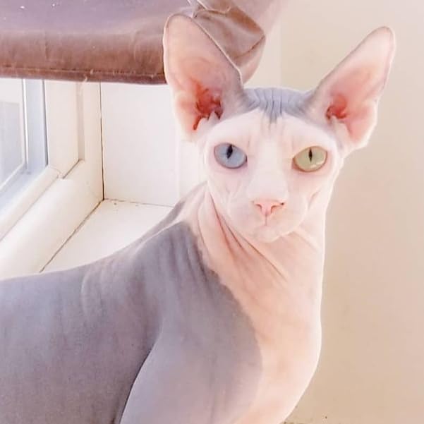 Royal Velvet's Amazon Page