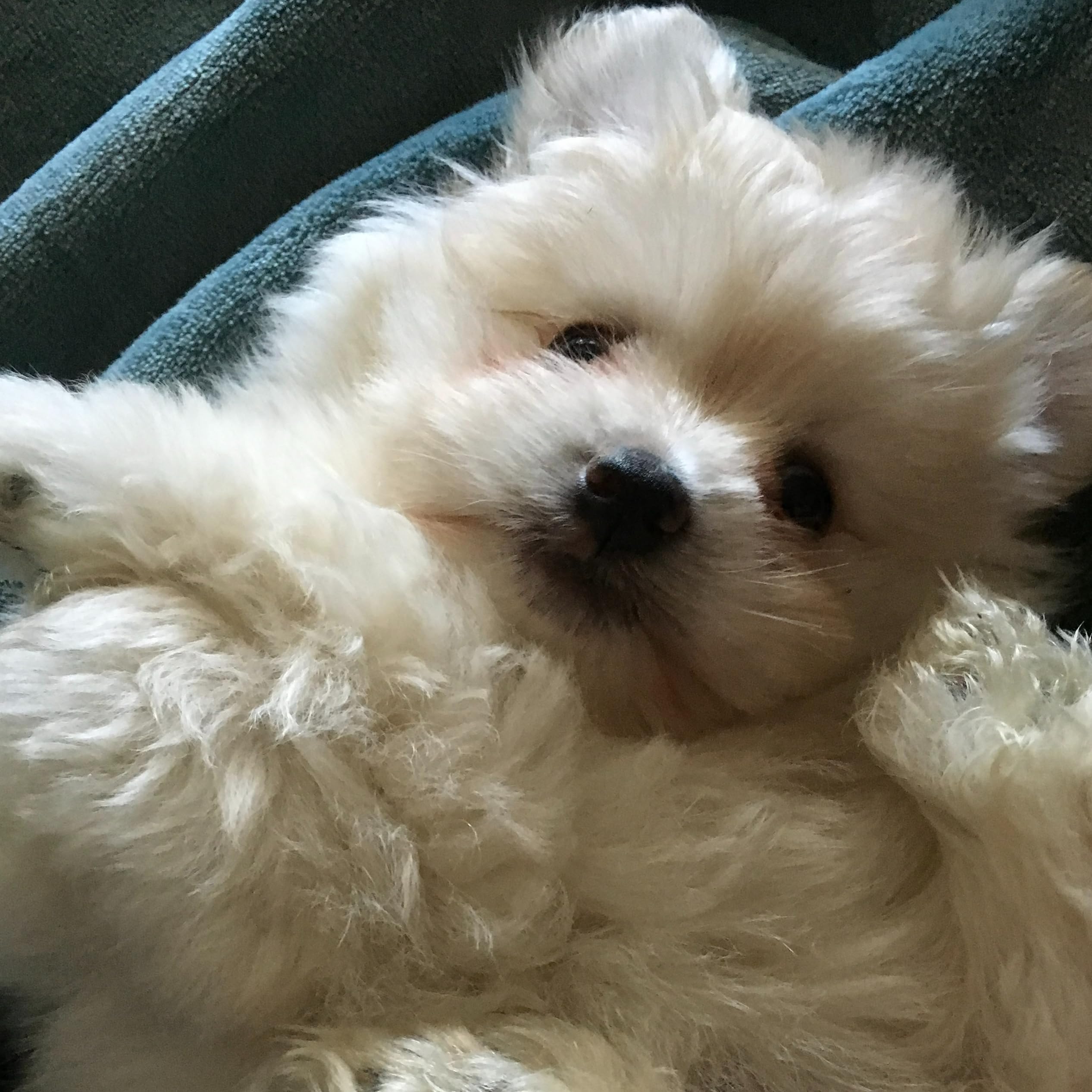 The Cutest Puppies S Amazon Page