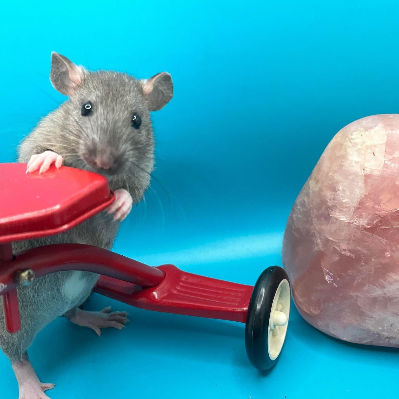 Southern Rattery's Amazon Page