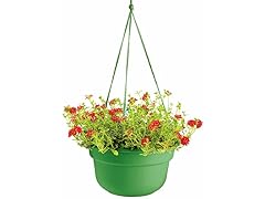 12" Hanging Basket, Living Green