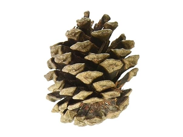 Natural Red Pine Cones