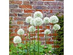 White Alliums 15 Bulbs