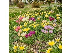 Ground Cover Tulip Flowers