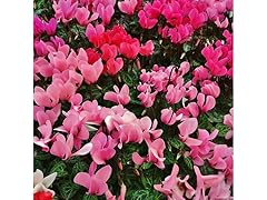 Cyclamen Coum Flowers 3 Bulbs