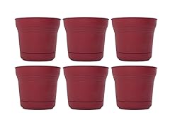 10" Saturn Planter Union Red, 6 pack