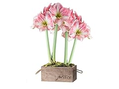 Amaryllis Apple Blossom Duo in a Peace Branded Reclaimed Wooden Box