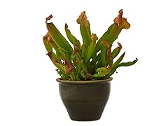 Carnivorous Pitcher Plant