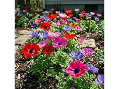Poppy Anemone Flowers