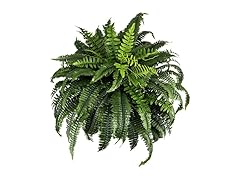 NeosCA Large Artificial Boston Fern