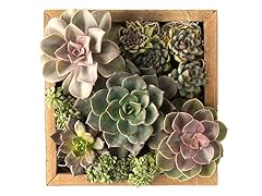 Fresh Succulent Centerpiece