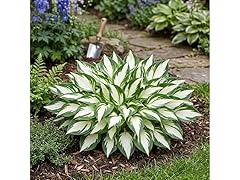 Fire & Ice Hosta - 4 Bare Roots