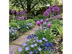 Blue Flower Spring Collection - 40 Bulbs