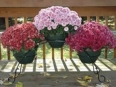 3 Flower Pot Bridge, Black