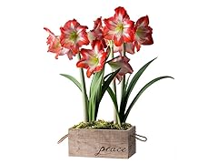 Amaryllis Minerva Duo in a Peace Branded Reclaimed Wooden Box
