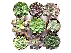 Set of 9 4" Succulent Plants