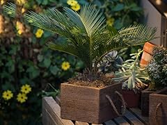 Sago Palm Tree in Reclaimed Planter