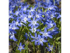 Gentle Glory of the Snow Flowers