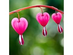 Pink & White Bleeding Hearts - 4 Bulbs
