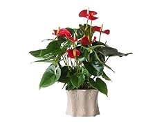 Red 6" Anthurium in French Perisian Pink Container