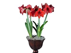 Bronze Pedestal Triple Red Amaryllis