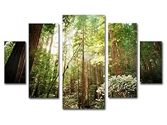 Ariane Moshayedi Muir Woods