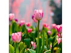 Spring Showgirl Tulip Flowers