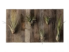 Air Plant Gallery Wall Plaque