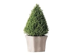 Rosemary Topiary Tree in a French Perisian Pot