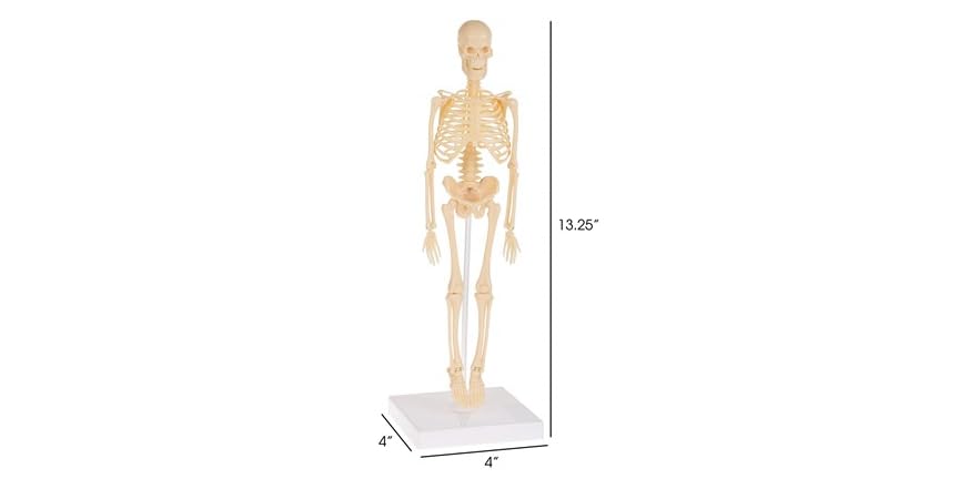 Human Skeleton Model Kit