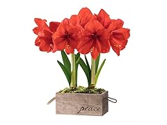 Amaryllis Red Lion Duo in a Peace Branded Reclaimed Wooden Box