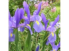 Mixed Dutch Iris 30 Bulbs