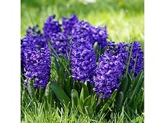 Blushing Blue Hyacinth Flowers